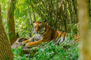 Portrait of Royal Bengal tiger (Panthera tigris tigris)