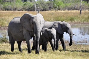 elephant-55255_960_720